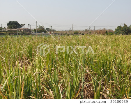 甘蔗田 蔗田 田 29100989