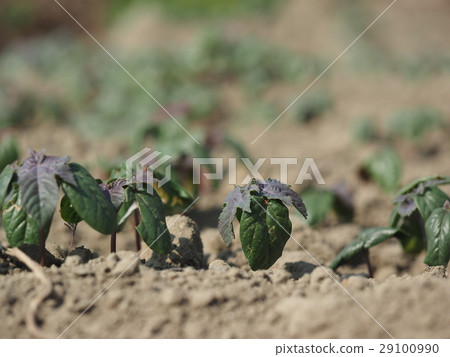 小苗 植物 生命 29100990