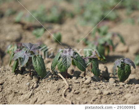 小苗 植物 生命 29100991