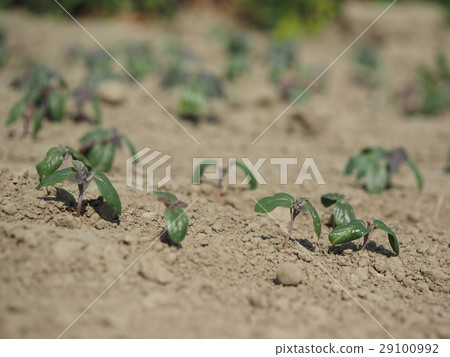 Seedling plant life Seedling plant life 29100992