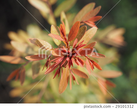 新葉 植物 生命 29101312