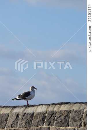 Seagull standing on the embankment of the old stone wall Seagull standing on the embankment of the old stone wall 29101374