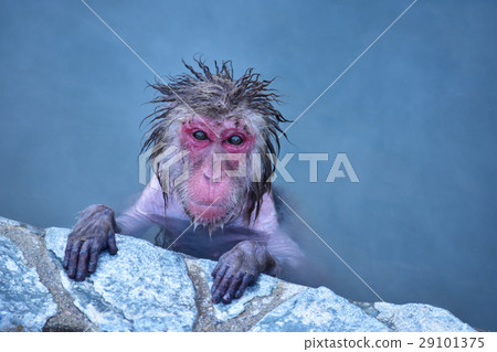 A monkey who is bathing alone A monkey who is bathing alone 29101375