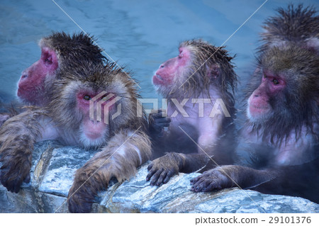 A monkey watching here while taking a bath A monkey watching here while taking a bath 29101376