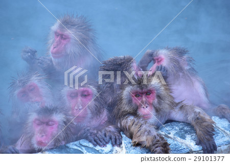 The gaze of a monkey bathe in dense space The gaze of a monkey bathe in dense space 29101377