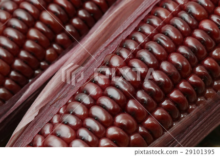 Closeup boiled purple corn bbackground and texture Closeup boiled purple corn bbackground and texture 29101395