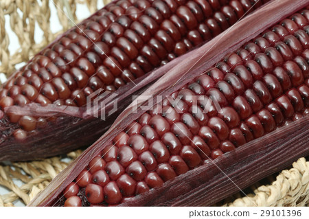 Boiled purple corn on white background Boiled purple corn on white background 29101396