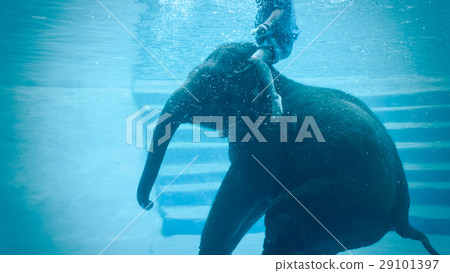 Swimming Asian elephant Underwater. Swimming Asian elephant Underwater. 29101397