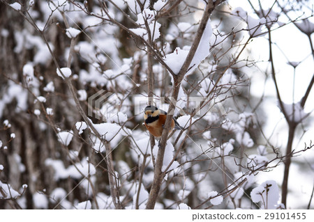 Pretty Yamagara that I met in the morning of snow Pretty Yamagara that I met in the morning of snow 29101455