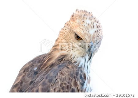Changeable Hawk Eagle (Nisaetus limnaeetus) 29101572