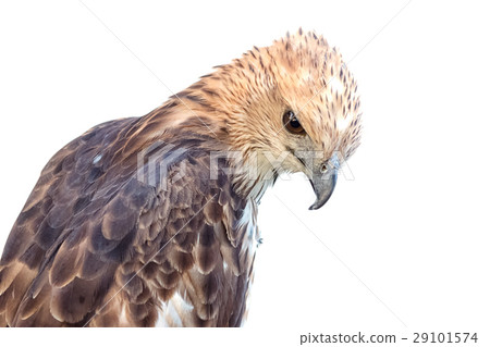 Changeable Hawk Eagle (Nisaetus limnaeetus) 29101574