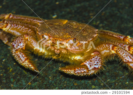 Living hair crab 29101594