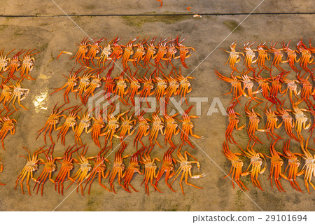 Seri market of Red Snow crab 29101694