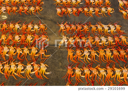 Seri market of Red Snow crab Seri market of Red Snow crab 29101699