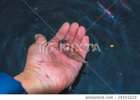Hot fire fish 29101829