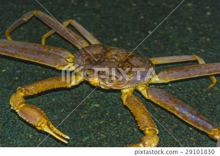A living carp wine crab 29101830