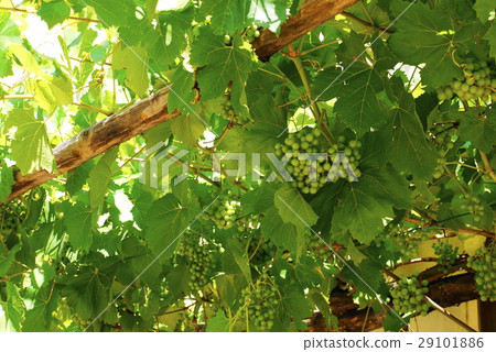 Grape Grape 29101886