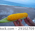 summer, ocean, sea 29102709