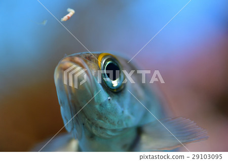 fish fish 29103095