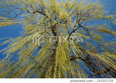 图库照片 weeping willow