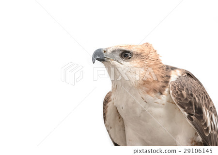 eagle on white background 29106145