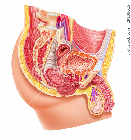 Anatomy male reproductive system 29109015