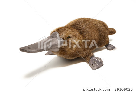 Platypus duck-billed animal. Platypus duck-billed animal. 29109026