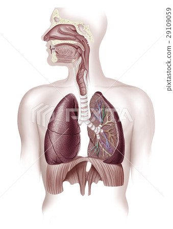Human full respiratory system cross section. Human full respiratory system cross section. 29109059