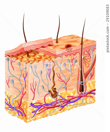 Human skin section diagram Human skin section diagram 29109083