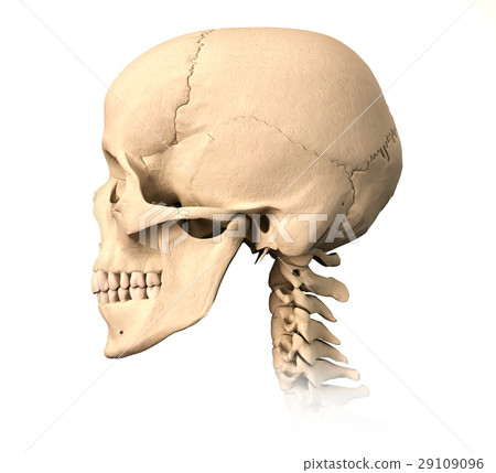 Human skull, side view. Human skull, side view. 29109096