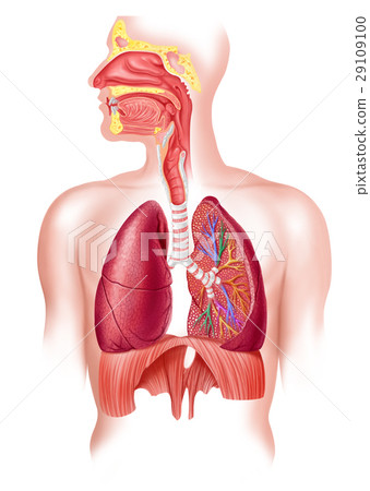 Human full respiratory system cross section. Human full respiratory system cross section. 29109100