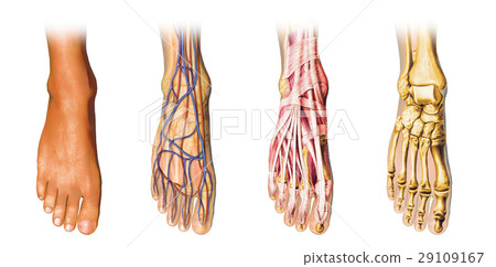 32 Toe Anatomy Diagram - Anatomy Edu 2021