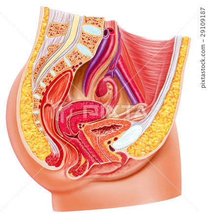 Anatomy female reproductive system, cutaway. 29109187