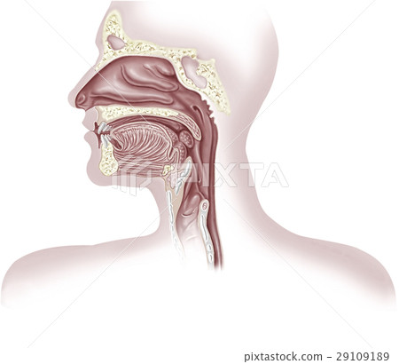 Human respiratory system cross section, head part. 29109189