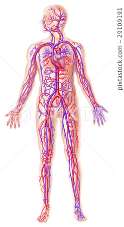 Human circolatory system 29109191