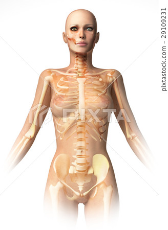 Woman Body With Bone Skeleton Superimposed Stock Illustration 29109231 Pixta