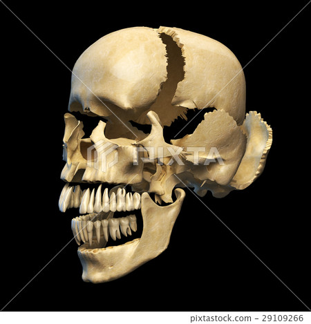 Human skull with parts exploded. Human skull with parts exploded. 29109266