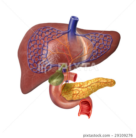 Human Liver system cutaway Human Liver system cutaway 29109276