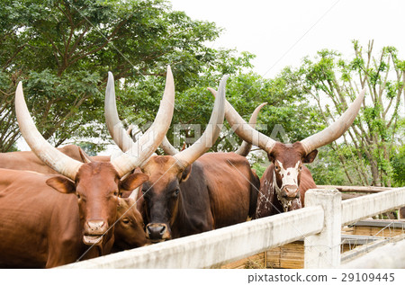 Watusi bull in a farm 29109445