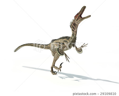 Velociraptor dinosaur, scientifically correct, with feathers. 29109810