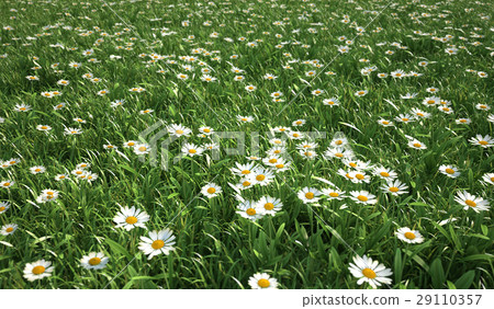 Grass meadow, bird eye view, plenty of daisy flowers. 29110357