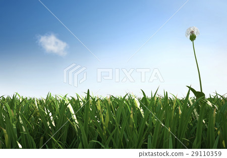 Isolated dandelion in the grass, lateral view with close grass. Isolated dandelion in the grass, lateral view with close grass. 29110359