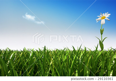 Lonely daisy flower in a grass field. 29110361