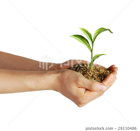Man's hands holding soil with a little growing green plant. 29110486