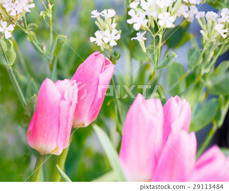 Tulip Tulip 29113484