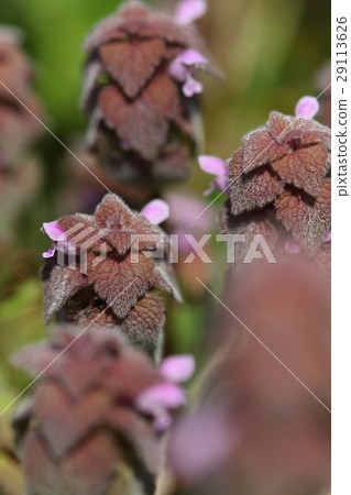 天然植物Himeodoricoso，接近並看到它看起來像一個怪物而不是一個“舞者” 29113626