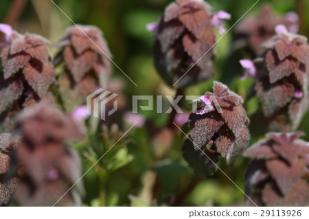 天然植物Himeodorikoshou，它似乎在春天周圍發現，但起源似乎是一個源自歐洲的外來物種 29113926