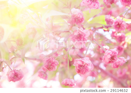 Abstract pink cherry blossom in spring season 29114632
