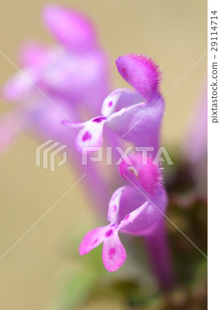 Natural plant Hotokenoza, lip-shaped flowers. The butterfly type of the lower lip is distinctive and beautiful Natural plant Hotokenoza, lip-shaped flowers. The butterfly type of the lower lip is distinctive and beautiful 29114714