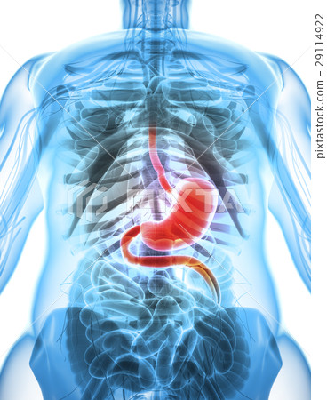 3D illustration of Stomach. 3D illustration of Stomach. 29114922